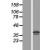 Western Blot: 67kDa Laminin Receptor Lysate [NBL1-15579] - Western Blot experiments. 
Left-Control; Right -Over-expression Lysate for RPSA